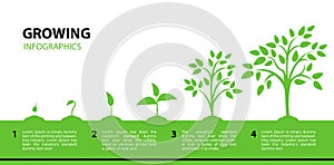 Infographic growing tree. Stages of plant growth from a green leaf to an adult tree.