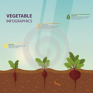 Infographic or infochart of beet or beta vulgaris photo