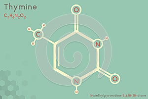 Infographic of the molecule of Thymine