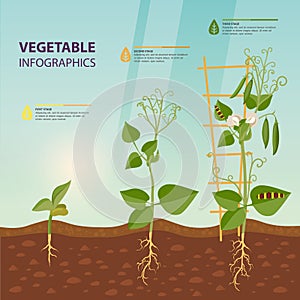 Infographic of plant growth stages. Botany