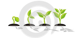 Infographic of planting tree. Seedling gardening plant. Seeds sprout in ground. Sprout, plant, tree growing agriculture icons. photo