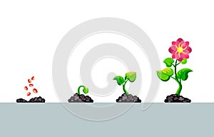 Infographic of planting tree steps. Seedling sprout in ground gardening plant. Seeds sprout in ground. Vector