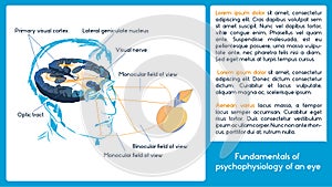 Infographic scheme. Fundamentals of psychophysiology of an eye.