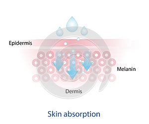 Infographic of skin absorption vector.