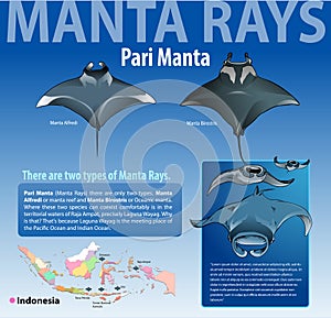 Infographic various type of Manta rays