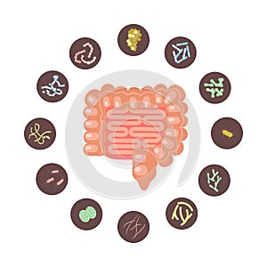 Infographica of Intestines with microbiota photo