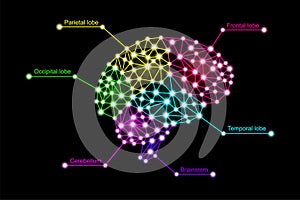 Infographics of colorful human brain lobes in neuro glowing lines and dots