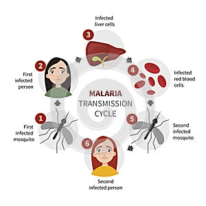 Malaria infographic photo