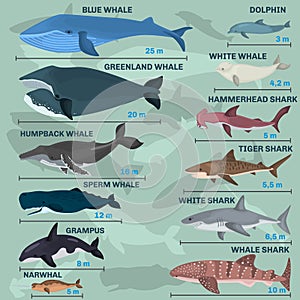 Infographics of giant inhabitants of the sea depths