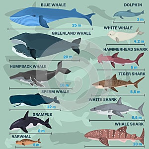 Infographics of giant inhabitants of the sea depths photo
