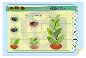 infographics growing beans