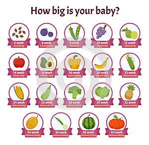 Infographics how big is your baby?