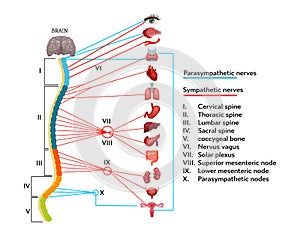 Infographics scheme of anatomical structure of human nervous system. photo