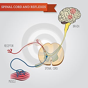 Infographics spinal cord and reflexes. Central nervous system