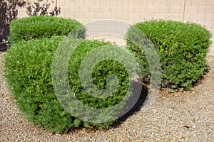 Informal Hedge with Silver Senna Shrubs in Xeriscaping