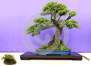 An informal upright Chinese Elm bonsai on display in Belfast Northern Ireland