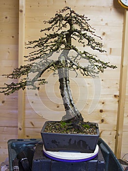 An informal upright style Larix Kaempheri Bonsai after early spring maintenance work photo