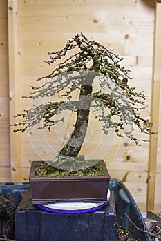 An informal upright style Larix Kaempheri Bonsai after early spring maintenance work photo