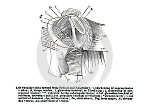 Informative illustration of the human shoulder joint