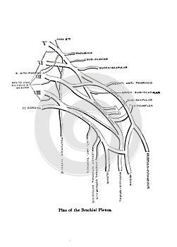 Informative illustration of the plan of the human brachial Plexus photo