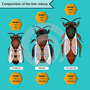 Informative poster on the composition of the bee colony