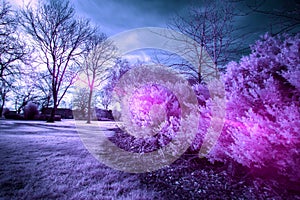 Infra-Red Photo of a bush, with bright pinks and purples.