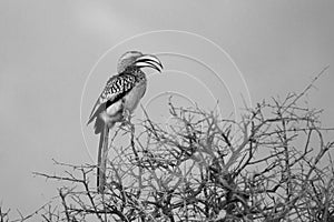 Infra Red Southern Yellow Billed Hornbill