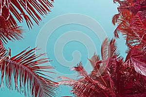Infrared colors of another world abstract background with tropical palm trees in trendy color