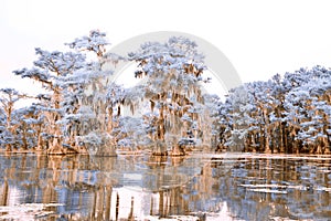 Infrared Cypress Trees on Caddo Lake-4