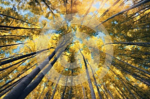 Into the Infrared forest.