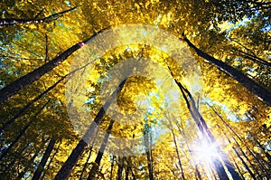 Into the Infrared forest.