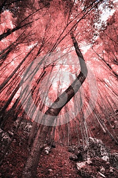 Into the Infrared forest.