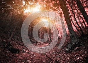 Into the Infrared forest.