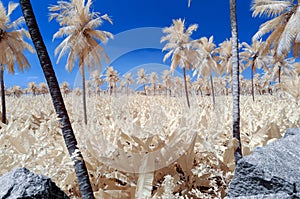 Infrared image of a banana and palm plantation in false colors i