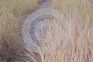 image of bushy pink fountain grass in the wild meadow. photo