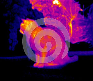 Infrared image of cat