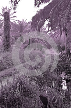 image of a drainage stream along the plantation pathway.