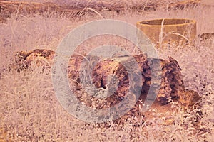 the fallen decompose tree trunk at the plantation