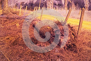 the fallen decompose tree trunk at the plantation