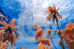 Infrared image in false colors of trees and sky