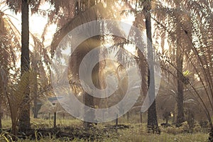 the misty morning at the palm oil plantation