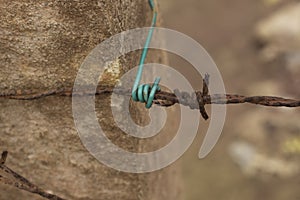 the old rusty wasting barb-wired on the concrete pole