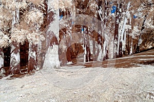 Infrared image of a park landscape in false colors