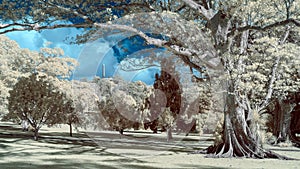 Infrared image of a park landscape in false colors