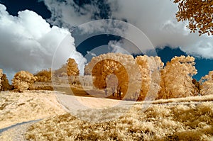 Infrared image of a park landscape in false colors