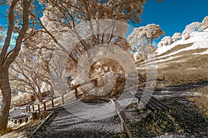 Infrared image of a park landscape in false colors