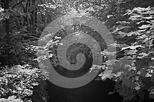 infrared image of a small river