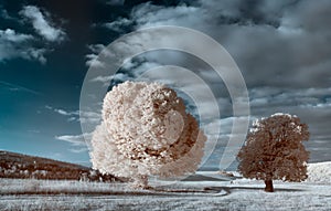 Infrared landscape