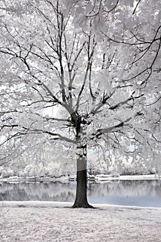 Infrared landscape