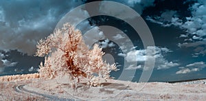 Infrared landscape